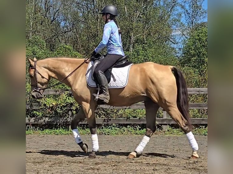 American Quarter Horse Wallach 5 Jahre 160 cm Buckskin in Jeffersonton
