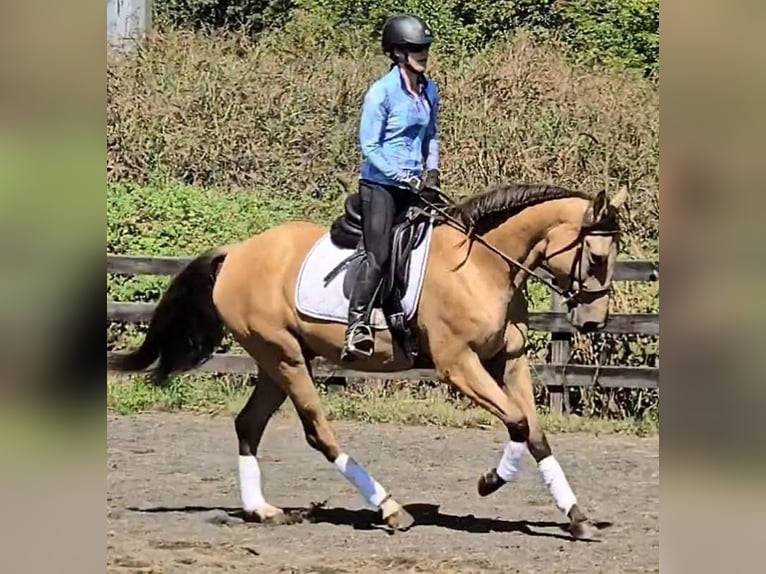 American Quarter Horse Wallach 5 Jahre 160 cm Buckskin in Jeffersonton