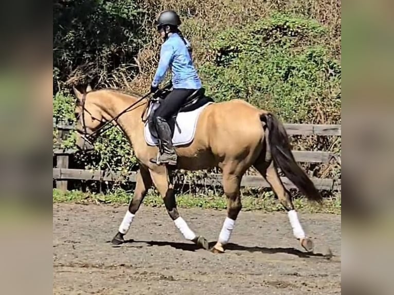 American Quarter Horse Wallach 5 Jahre 160 cm Buckskin in Jeffersonton