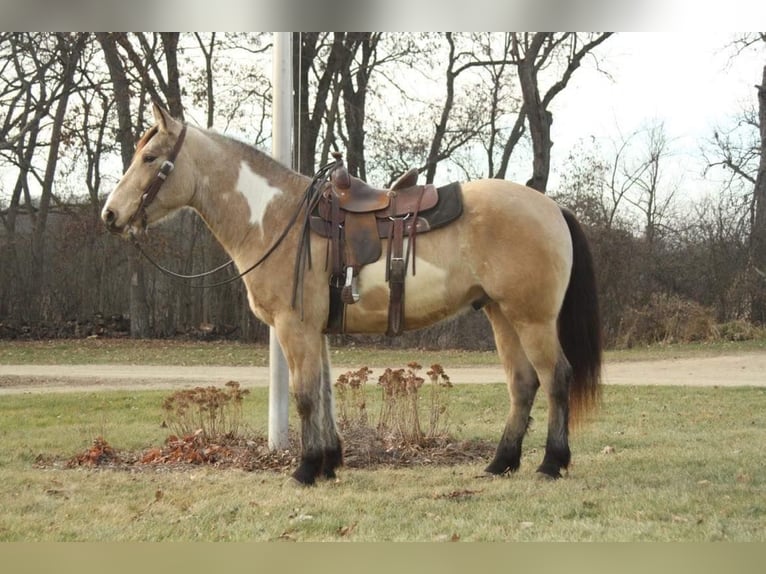 American Quarter Horse Wallach 5 Jahre 160 cm Buckskin in Fort Atkinson WI