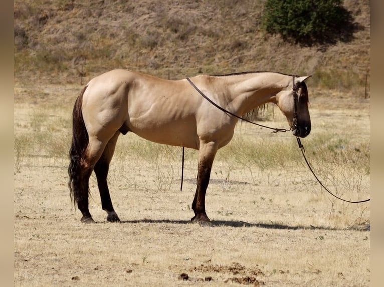 American Quarter Horse Wallach 5 Jahre 160 cm Buckskin in Paicines CA