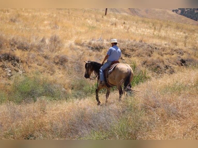 American Quarter Horse Wallach 5 Jahre 160 cm Buckskin in Paicines CA