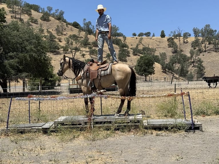 American Quarter Horse Wallach 5 Jahre 160 cm Buckskin in Paicines CA