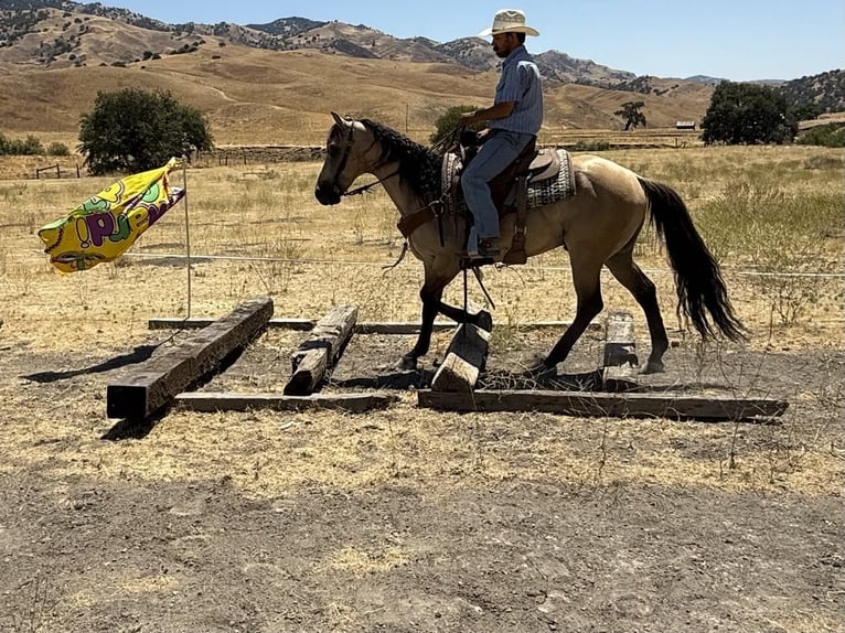 American Quarter Horse Wallach 5 Jahre 160 cm Buckskin in Paicines CA
