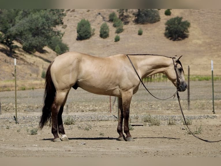 American Quarter Horse Wallach 5 Jahre 160 cm Buckskin in Paicines CA