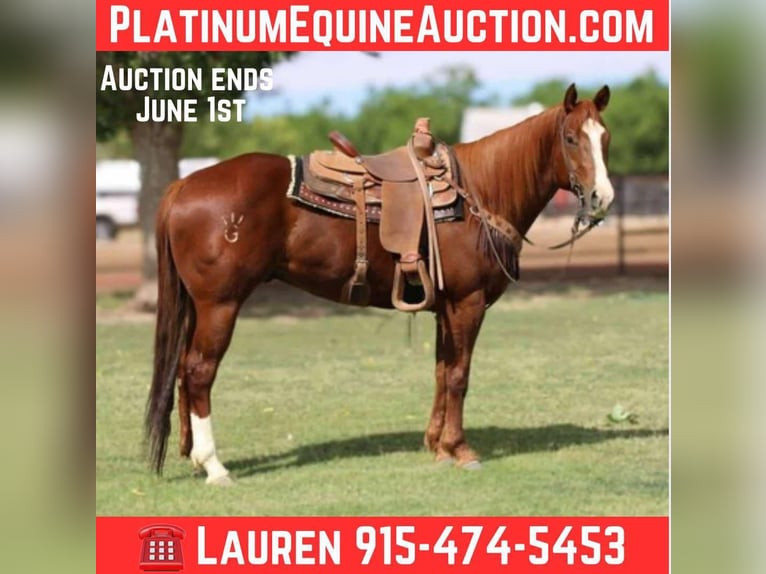 American Quarter Horse Wallach 5 Jahre 160 cm Dunkelfuchs in El Paso TX