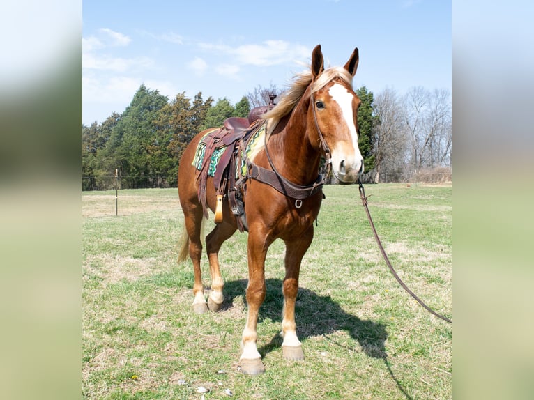 American Quarter Horse Wallach 5 Jahre 160 cm Dunkelfuchs in Greenville KY