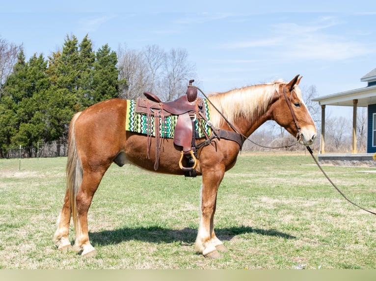 American Quarter Horse Wallach 5 Jahre 160 cm Dunkelfuchs in Greenville KY