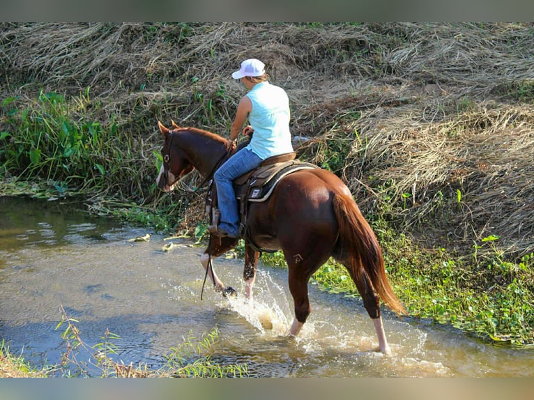 American Quarter Horse Wallach 5 Jahre 160 cm Dunkelfuchs in Rusk TX