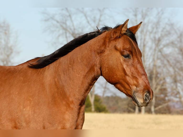 American Quarter Horse Wallach 5 Jahre 160 cm Falbe in Crab Orchard