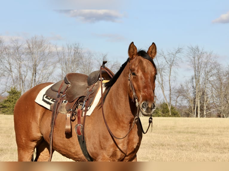 American Quarter Horse Wallach 5 Jahre 160 cm Falbe in Crab Orchard