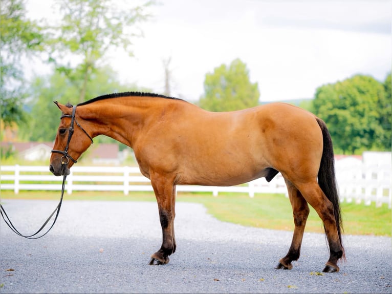 American Quarter Horse Mix Wallach 5 Jahre 160 cm Falbe in Narvon, PA