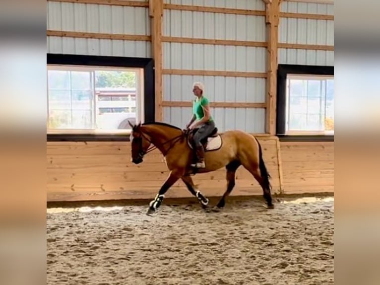 American Quarter Horse Mix Wallach 5 Jahre 160 cm Falbe in Narvon, PA