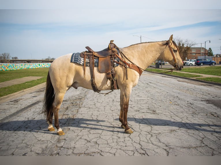 American Quarter Horse Wallach 5 Jahre 160 cm Falbe in Middletown OH