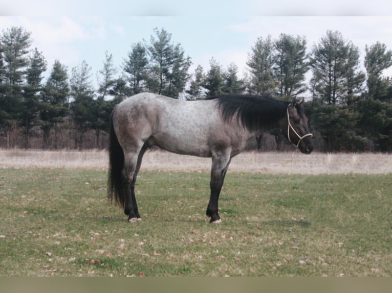 American Quarter Horse Wallach 5 Jahre 160 cm Grullo in North Judson IN