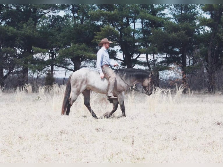 American Quarter Horse Wallach 5 Jahre 160 cm Grullo in North Judson IN