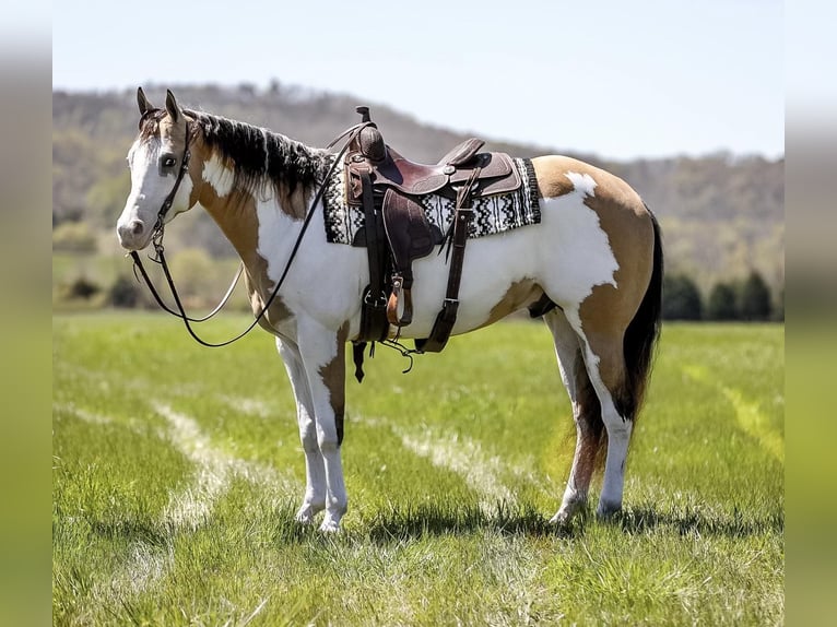 American Quarter Horse Wallach 5 Jahre 160 cm Overo-alle-Farben in MT Hope AL