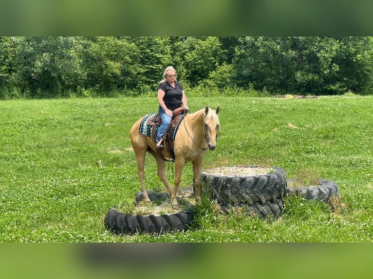 American Quarter Horse Wallach 5 Jahre 160 cm Palomino in Henderson, KY