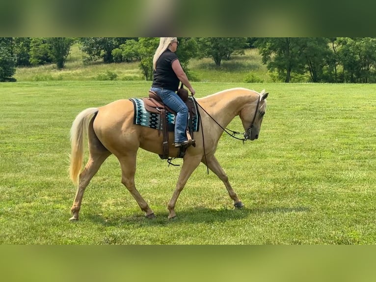 American Quarter Horse Wallach 5 Jahre 160 cm Palomino in Henderson, KY