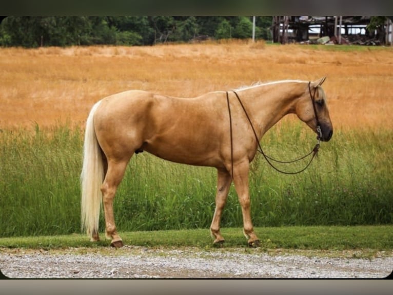 American Quarter Horse Wallach 5 Jahre 160 cm Palomino in Henderson, KY