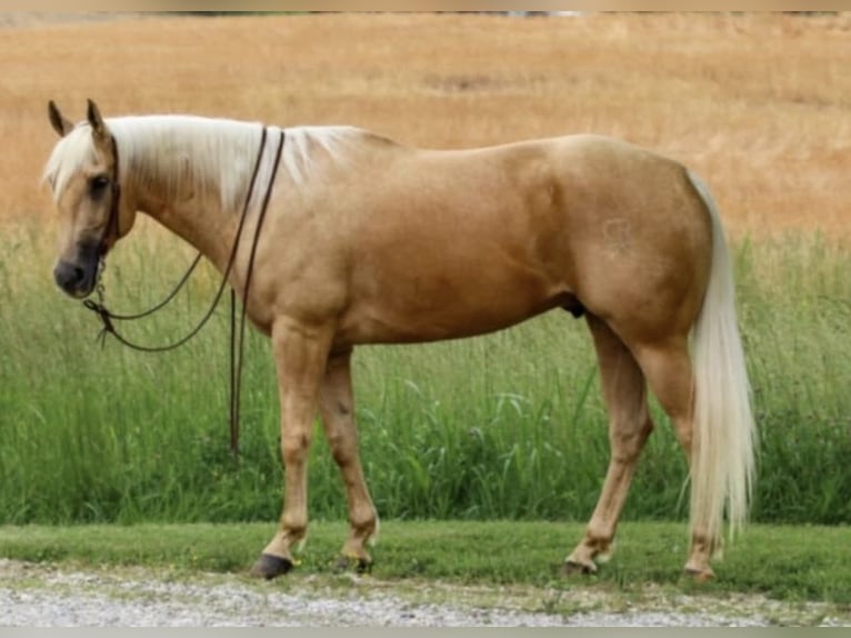 American Quarter Horse Wallach 5 Jahre 160 cm Palomino in Henderson, KY