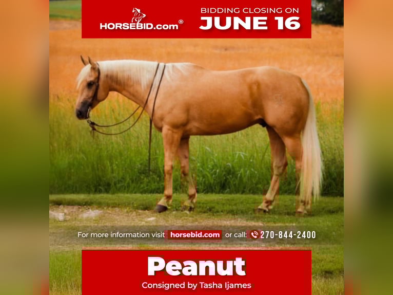American Quarter Horse Wallach 5 Jahre 160 cm Palomino in Henderson, KY