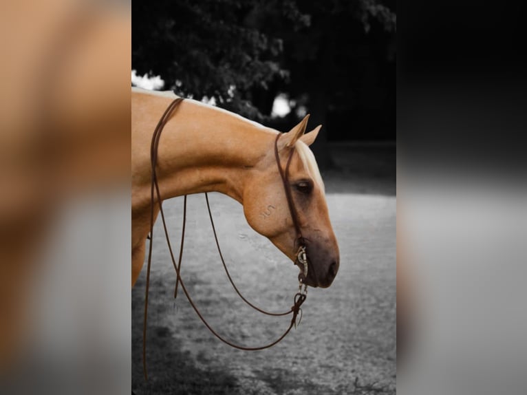 American Quarter Horse Wallach 5 Jahre 160 cm Palomino in Henderson, KY