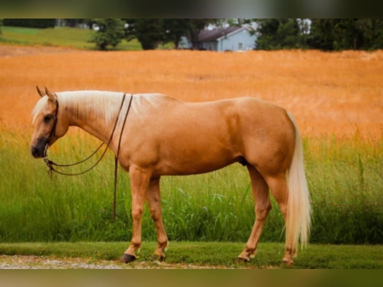American Quarter Horse Wallach 5 Jahre 160 cm Palomino in Henderson, KY