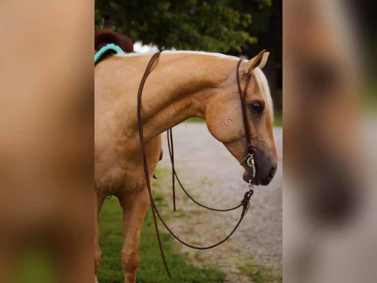 American Quarter Horse Wallach 5 Jahre 160 cm Palomino in Henderson, KY