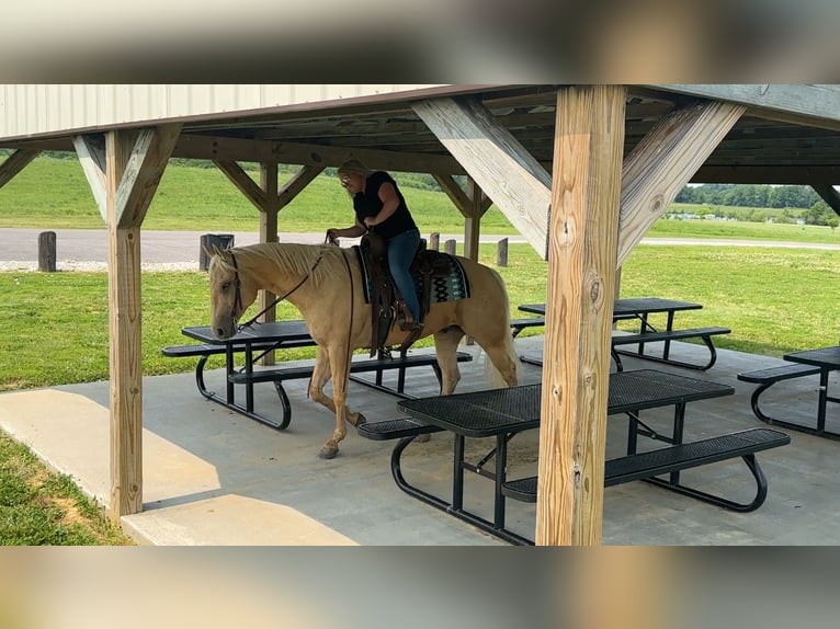 American Quarter Horse Wallach 5 Jahre 160 cm Palomino in Henderson, KY