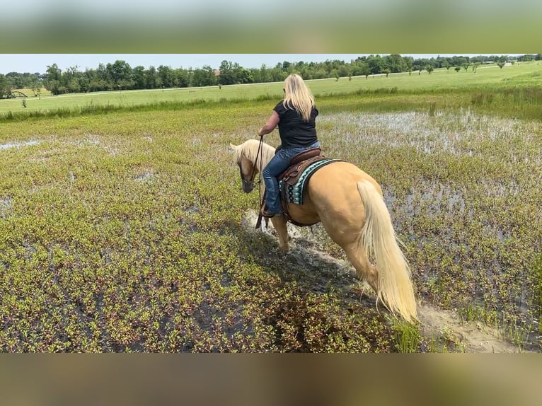 American Quarter Horse Wallach 5 Jahre 160 cm Palomino in Henderson, KY