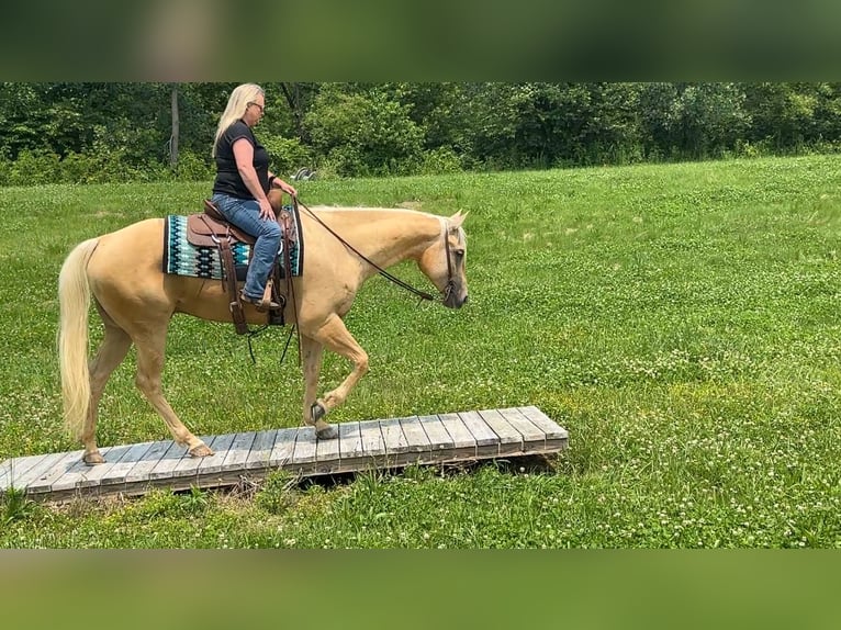 American Quarter Horse Wallach 5 Jahre 160 cm Palomino in Henderson