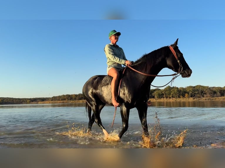 American Quarter Horse Wallach 5 Jahre 160 cm Rappe in Aubrey