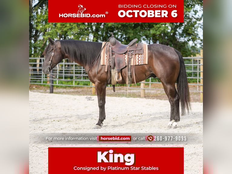 American Quarter Horse Wallach 5 Jahre 160 cm Rappe in Independence