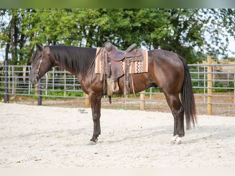 American Quarter Horse Wallach 5 Jahre 160 cm Rappe in Independence