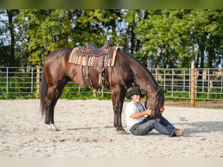 American Quarter Horse Wallach 5 Jahre 160 cm Rappe in Independence