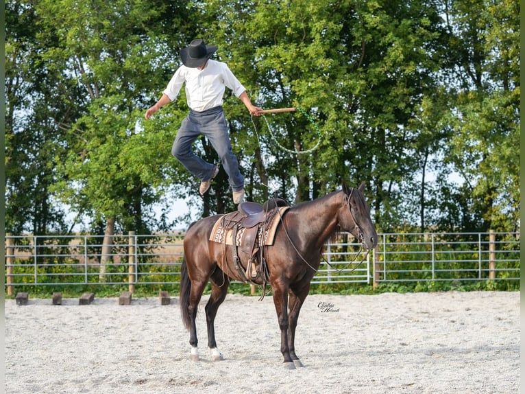 American Quarter Horse Wallach 5 Jahre 160 cm Rappe in Independence