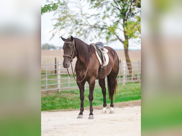 American Quarter Horse Wallach 5 Jahre 160 cm Rappe in Independence