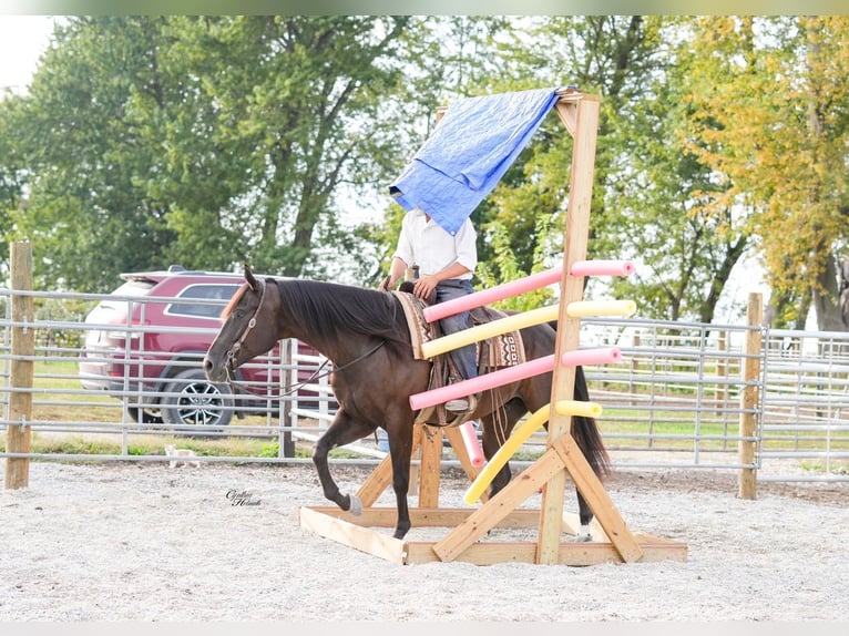 American Quarter Horse Wallach 5 Jahre 160 cm Rappe in Independence