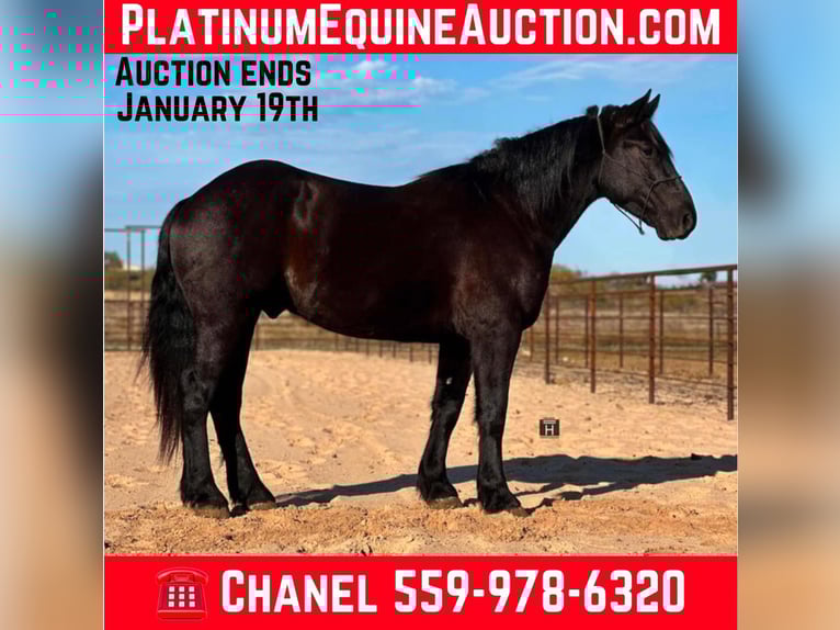 American Quarter Horse Wallach 5 Jahre 160 cm Rappe in Jacksboro TX