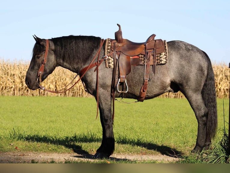 American Quarter Horse Mix Wallach 5 Jahre 160 cm Roan-Blue in Rebersburg, PA