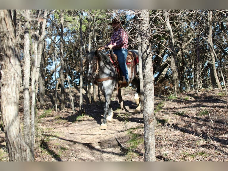 American Quarter Horse Wallach 5 Jahre 160 cm Roan-Blue in Stephenville TX