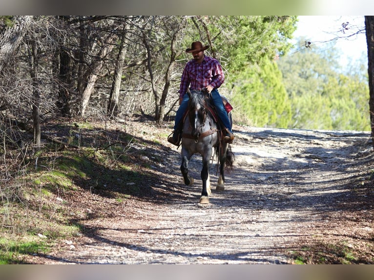 American Quarter Horse Wallach 5 Jahre 160 cm Roan-Blue in Stephenville TX