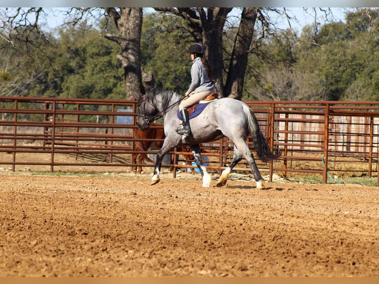 American Quarter Horse Wallach 5 Jahre 160 cm Roan-Blue in Stephenville TX
