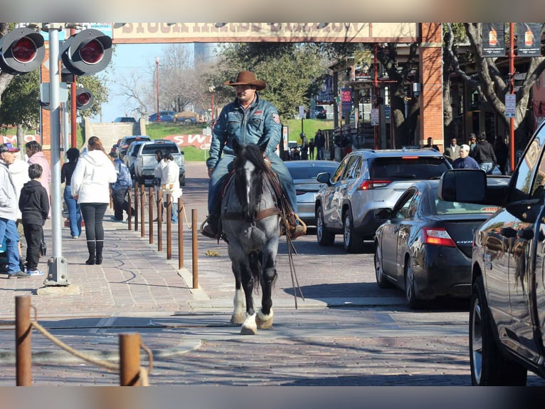 American Quarter Horse Wallach 5 Jahre 160 cm Roan-Blue in Stephenville TX