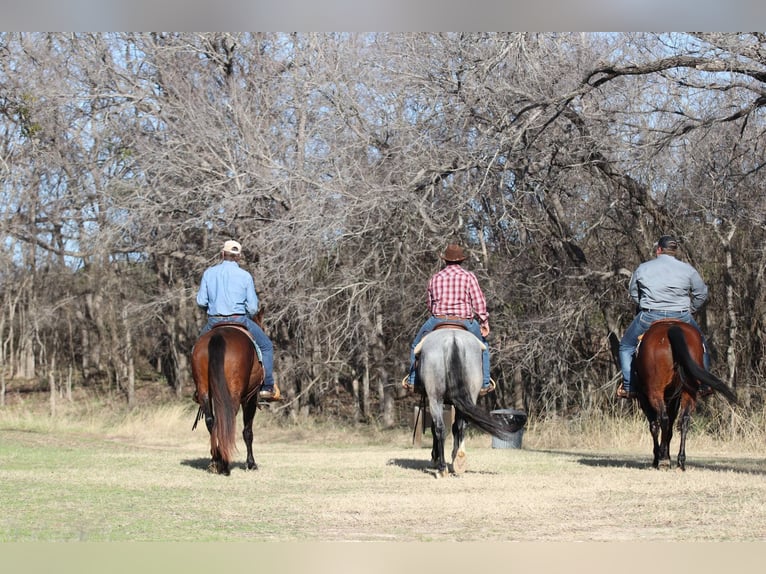 American Quarter Horse Wallach 5 Jahre 160 cm Roan-Blue in Stephenville TX