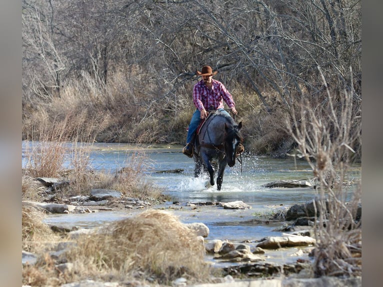 American Quarter Horse Wallach 5 Jahre 160 cm Roan-Blue in Stephenville TX
