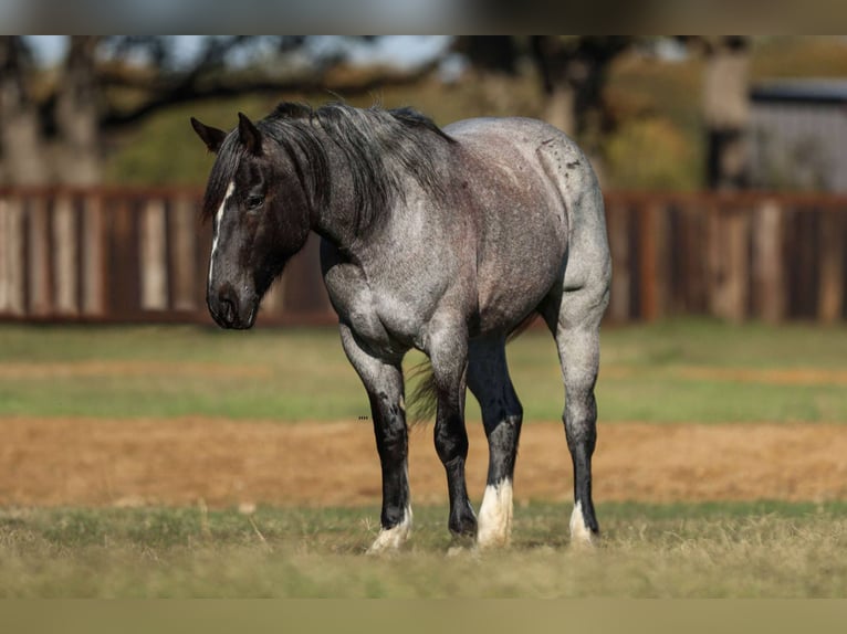 American Quarter Horse Wallach 5 Jahre 160 cm Roan-Blue in Stephenville TX