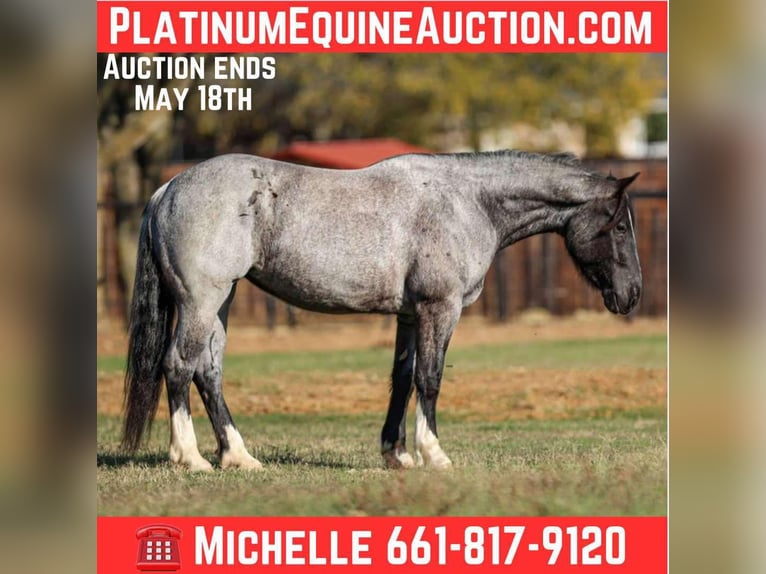 American Quarter Horse Wallach 5 Jahre 160 cm Roan-Blue in Stephenville TX