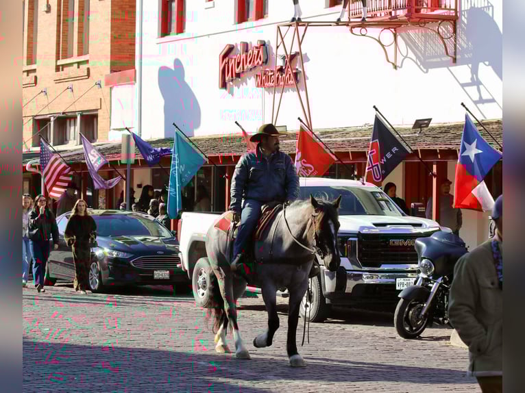 American Quarter Horse Wallach 5 Jahre 160 cm Roan-Blue in Stephenville TX